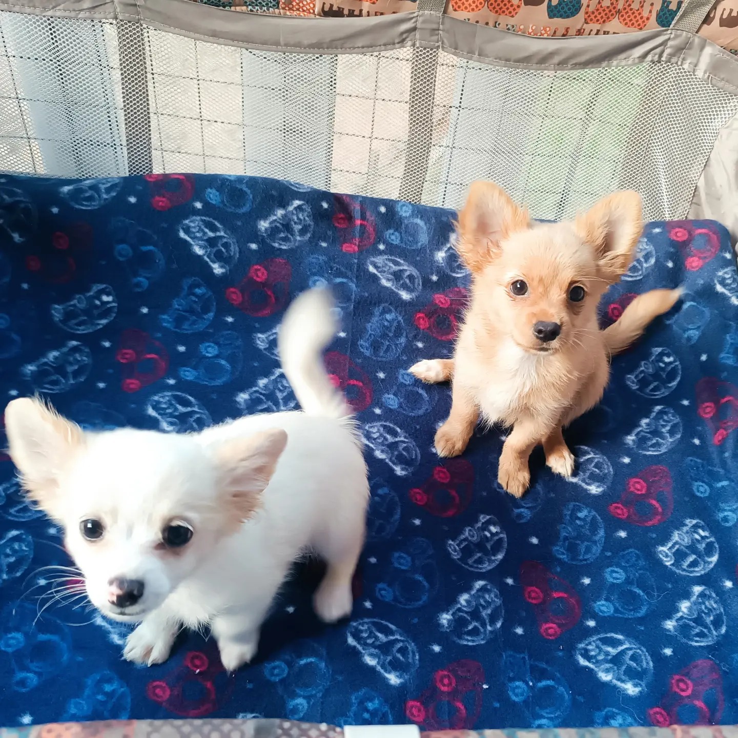 Quanto custa Spitz Alemão
