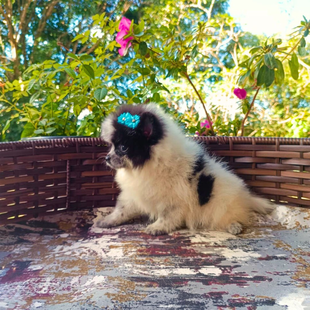 Quanto custa Spitz Alemão