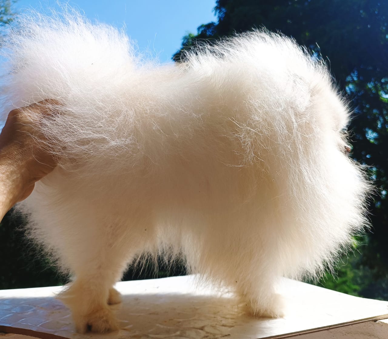 Quanto custa Spitz Alemão