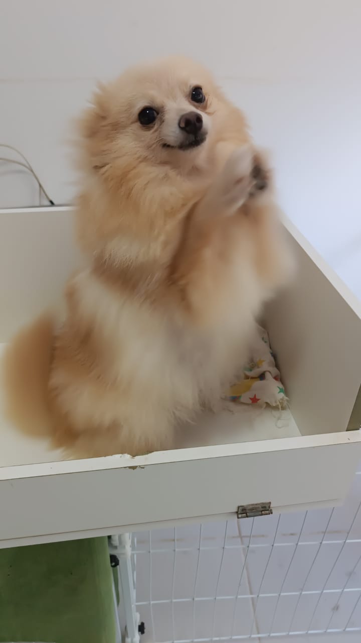 Quanto custa Spitz Alemão