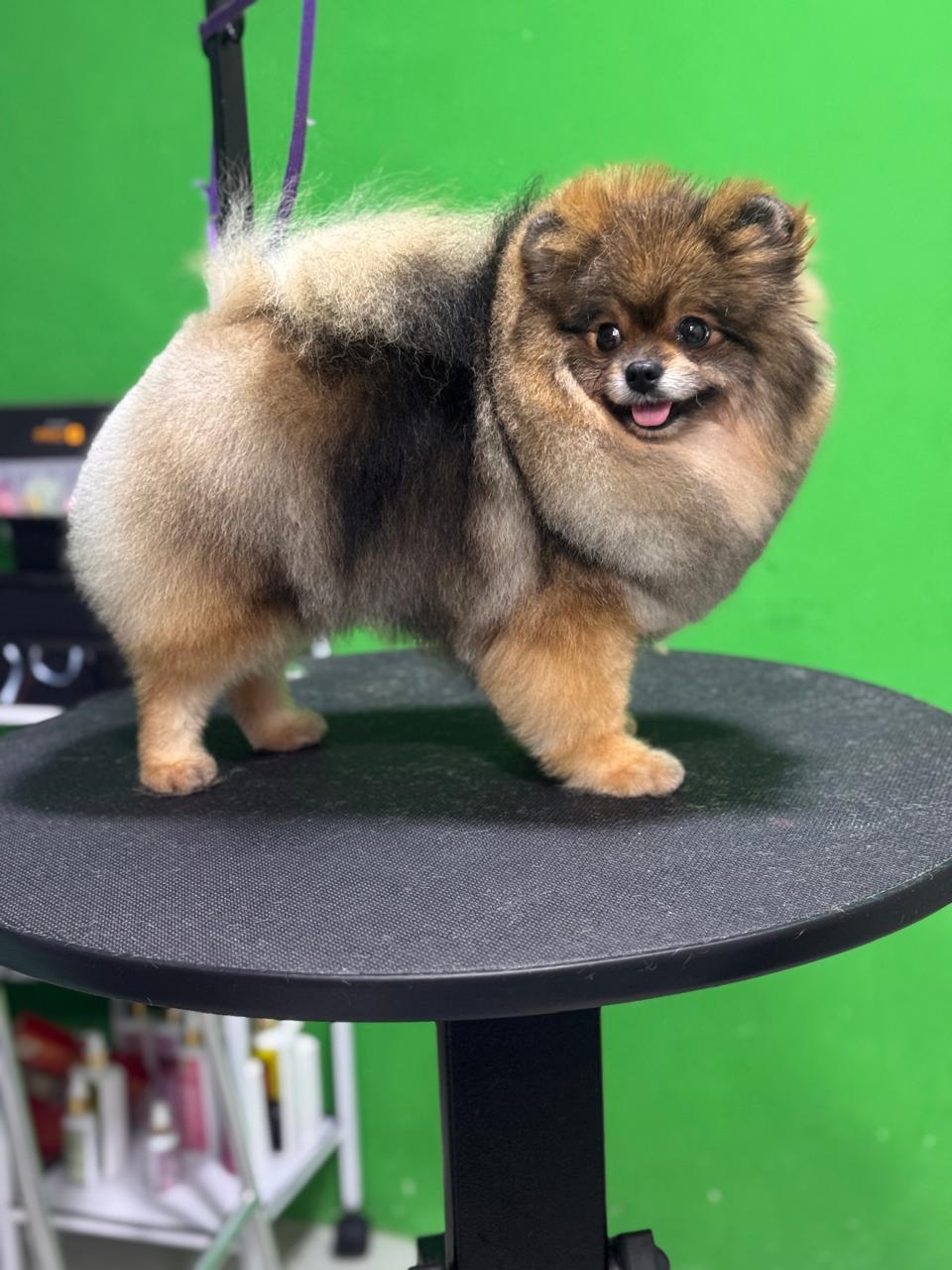 Quanto custa Spitz Alemão