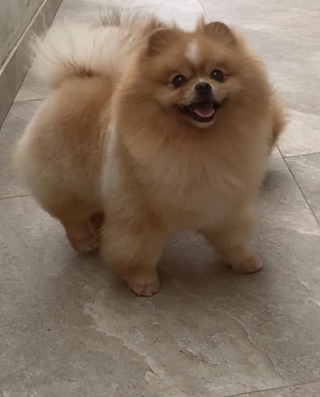Quanto custa Spitz Alemão