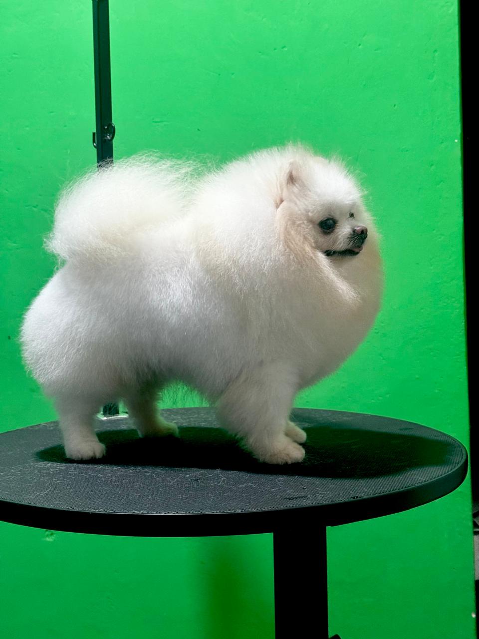 Quanto custa Spitz Alemão